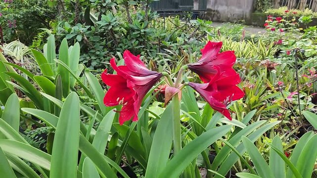 Red amaryllis flowers blooming in lush tropical garden. Vibrant red amaryllis blossoms among green garden foliage. Elegant red amaryllis flowers growing in ornamental garden