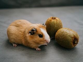 Guinea pig poses with kiwis in studio setting