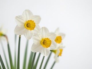 Daffodils bloom beautifully in springtime