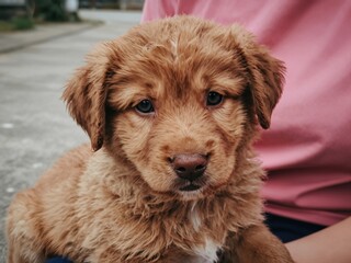 retriever puppy gazes intently at the viewer in a residential setting