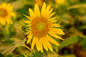 Yellow sunflower bloom