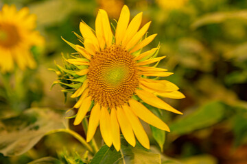 Yellow sunflower bloom