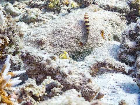 共生している。
クビアカハゼ, ハゼ科,
Gorgeous prawn goby, Amblyeleotris wheeleri, 
コシジロテッポウエビ, テッポウエビ科,
Snapping shrimp, Alpheus sp.,
美しいサンゴ礁と熱帯魚の群れ。
安慶名敷島沖縄県
島尻郡慶良間諸島座間味島-2025
沖縄本島から40km西方の諸島。30以上の島嶼群全体が国立公園に指定。珊瑚礁の