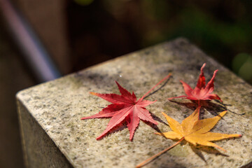 石の上に並んだ赤と黄色のもみじの落ち葉

