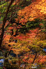 秋の公園で赤やオレンジ、黄色に色づいたカラフルな木の葉が美しい10月の日本の秋、自然風景。