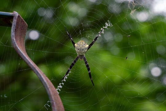 Argiope appensa orb weaver spider indonesia
