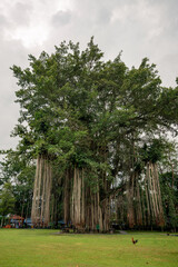 ancient tree indonesia