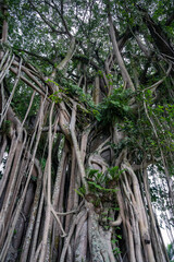 tree roots in the forest indonesia