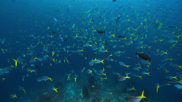 Huge numbers of fish swim out from the reef into open blue water to feed on drifting plankton