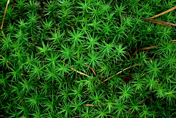 small green leaves of moss from the genus Polytrichum with fallen pine needles in the forest