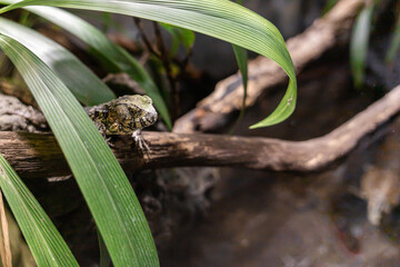A green lizard rests on a wooden branch surrounded by lush green foliage. The lizard has a textured skin and a long tail.