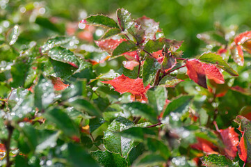 wet mahonia leaf after rain in spring garden