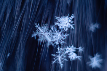 cluster of snowflakes macro on dark blue motion background