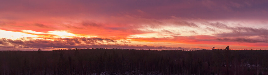 Nordic boreal forest experiencing a colorful winter sunrise