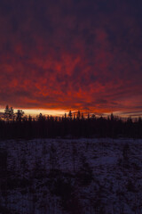 Nordic boreal forest celebrating winter sunrise