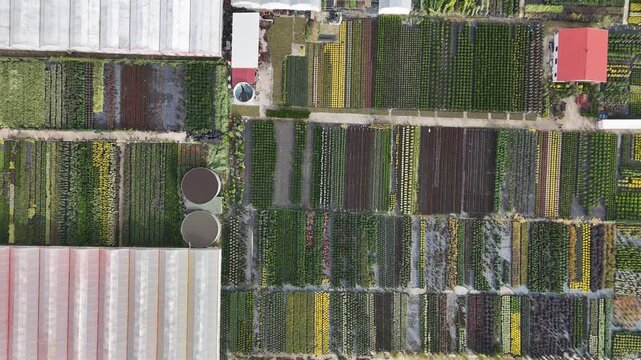 
Agricultural nurseries with rows of plants grown for cultivation and farming purposes. A scene representing agriculture, plant production, gardening, and sustainable farming practices