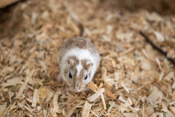 Mongolische Rennmaus als Haustier