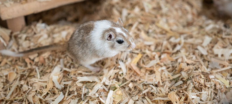 Mongolische Rennmaus als Haustier