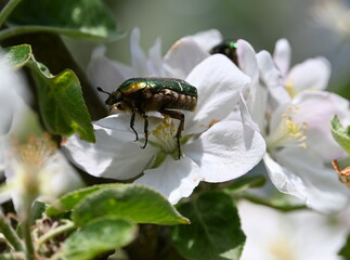
Apfelbl&uuml;te mit Rosenk&auml;fer