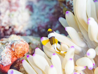 クマノミ, クマノミ亜科,
Yellowtail clownfish, Clark's Anemonefish, Amphiprion clarkii,...