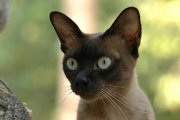 portrait of a Siamese Cat