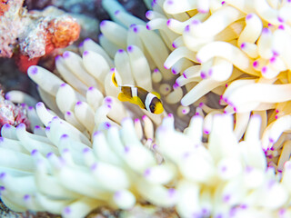 クマノミ, クマノミ亜科,
Yellowtail clownfish, Clark's Anemonefish, Amphiprion clarkii,...