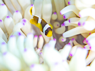 クマノミ, クマノミ亜科,
Yellowtail clownfish, Clark's Anemonefish, Amphiprion clarkii,...