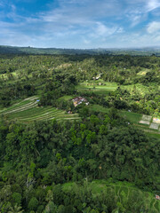 Aerial View Bali Rice Terraces Landscape Showcasing Lush Green Paddies Carved Into Hillside, Winding