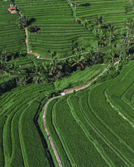 Aerial View Bali Rice Terraces Landscape Showcasing Lush Green Paddies Carved Into Hillside, Winding