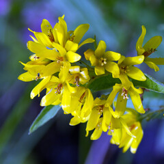 Obraz premium Common Loosestrife