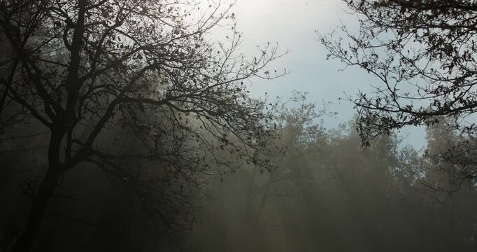 Tree branches in a leafless forest in silhouette with sun rays showing through the fog