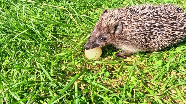 Wild hedgehog on green lawn sniffs and nudges a slice of apple, then bites and chews while moving slowly forward; close-up wildlife feeding scene in bright daytime garden.