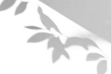 shadow overlay effect of natural tree leaves shadow and window shadow over on white wall,abstract summer sunlight shadow on transparent background,branch shadow,flora shadow,leaf shadow
