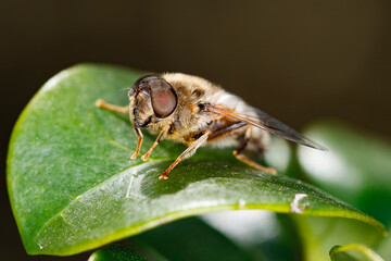 Fototapeta premium Bee sits on a green leaf during daylight near a garden or park, showing details of its body and wings