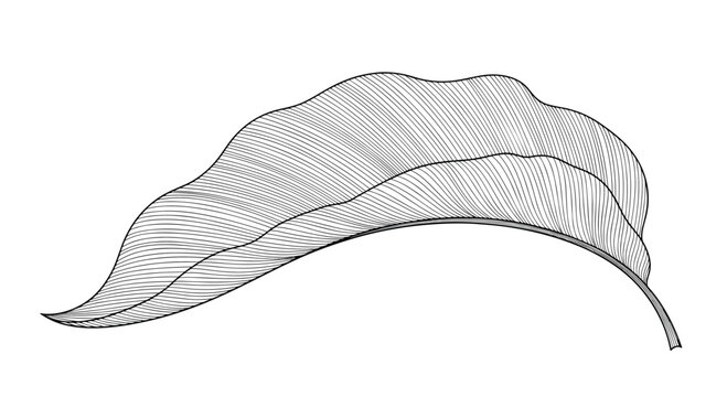 Highly detailed tropical leaf illustration in a black and white vintage engraving style isolated on a white background.