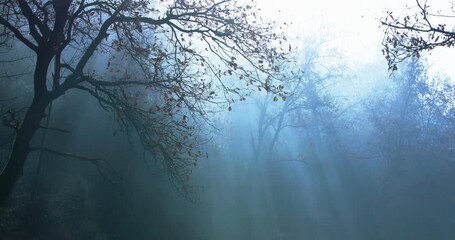 Tree branches in a leafless forest in silhouette with sun rays showing through the fog. Cold light. - Powered by Adobe