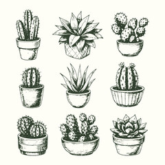 Hand drawn potted cactus illustration set in vintage black and white engraving style, decorative desert plant vector collection for botanical design, prints, and packaging