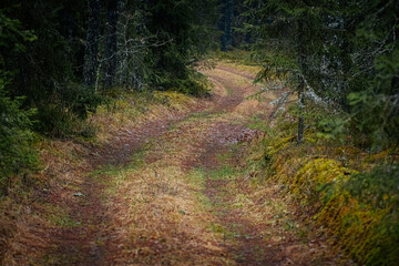Serene forest path winding through lush greenery, surrounded by tall trees and soft earth, inviting exploration and connection with nature's tranquility