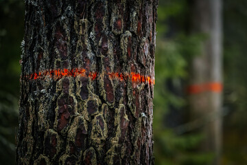 Close-up of a textured tree trunk marked with bright orange paint, showcasing the intricate bark...