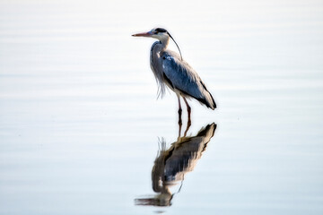 Obraz premium Grey Heron (Ardea cinerea) foraging in a small lake