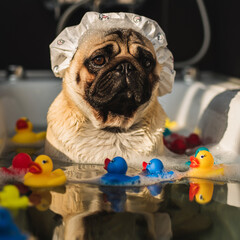 Cute Pug Dog Taking a Bubble Bath with Rubber Ducks and Shower Cap