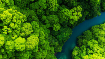 Aerial view of dense green forest canopy natural reservoir preservation