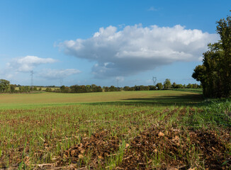 champs cultiv&eacute;