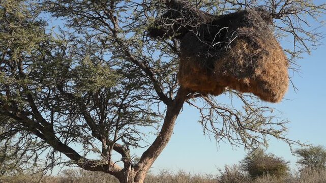 Nest of a Social Weaver Bird on a Tree in an African Savanna Landscape in Etosha National Park, Namibia, Africa