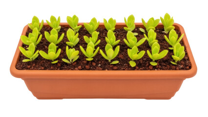 Crassula isolated in a terracotta pot PNG, succulent plant with green leaves for indoor gardening and home decor on transparent background