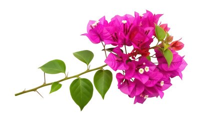 Bougainvillea spectabilis branch with pink flowers isolated PNG, tropical climbing plant on transparent background for design and decoration © Mia