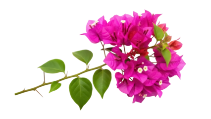 Bougainvillea spectabilis branch with pink flowers isolated PNG, tropical climbing plant on transparent background for design and decoration