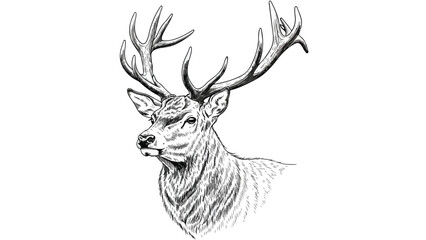Majestic stag deer with large antlers in detailed vector sketch illustration