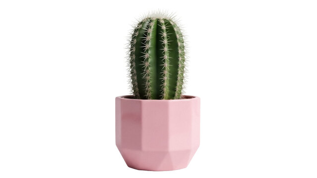 Green cactus in pink pot isolated PNG, houseplant for home decor and desert garden design on transparent background