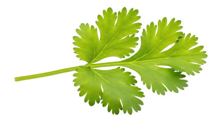 Fresh green cilantro sprig isolated PNG on transparent background, aromatic herb for cooking and garnish use